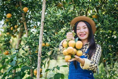 Citrus Farming in the Philippines: Exploring Philipino Citrus .